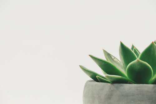 植物